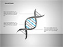 DNA Strand Diagrams slide 1