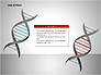 DNA Strand Diagrams slide 10