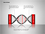 DNA Strand Diagrams slide 11