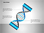 DNA Strand Diagrams slide 13