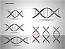 DNA Strand Diagrams slide 15