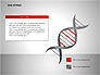 DNA Strand Diagrams slide 3