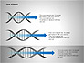 DNA Strand Diagrams slide 5