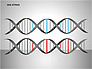 DNA Strand Diagrams slide 7