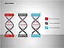 DNA Strand Diagrams slide 8