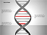 DNA Strand Diagrams slide 9