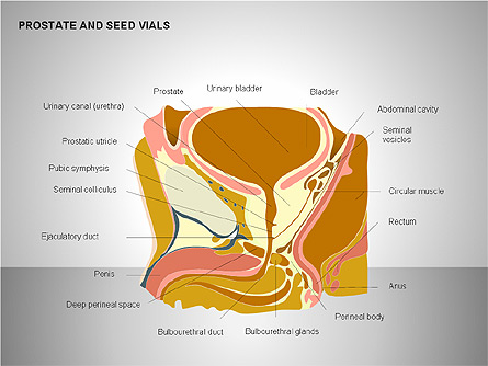 Prostate and Seminal Vesicles Diagram Presentation Template, Master Slide