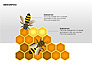 Bee Diagrams slide 10