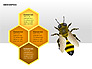 Bee Diagrams slide 11