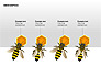 Bee Diagrams slide 13