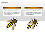 Bee Diagrams slide 15