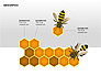 Bee Diagrams slide 8