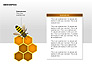 Bee Diagrams slide 9