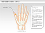Right Hand Diagram slide 2