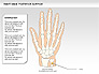 Right Hand Diagram slide 21