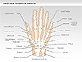 Right Hand Diagram slide 22
