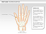 Right Hand Diagram slide 3