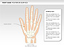 Right Hand Diagram slide 4