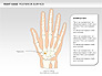 Right Hand Diagram slide 7