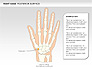 Right Hand Diagram slide 8