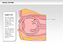 Human Visual System Diagram slide 18