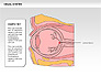 Human Visual System Diagram slide 22