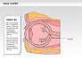Human Visual System Diagram slide 24