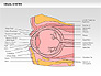 Human Visual System Diagram slide 27