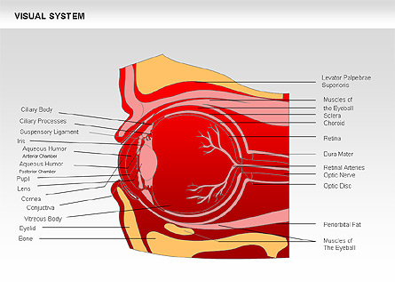 Human Visual System Diagram Presentation Template, Master Slide