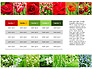 Data Driven Slides with Flowers slide 3