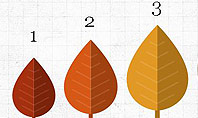 Growth of Tree Stages Diagram Concept