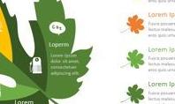 Leaf Concept Infographic