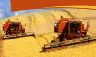 Wheat Harvesting Presentation Template