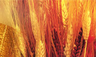 Harvesting Of Wheat Presentation Template