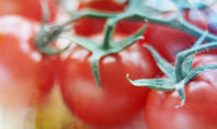 Tomato And Cabbage Presentation Template