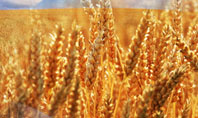 Wheat Field Presentation Template