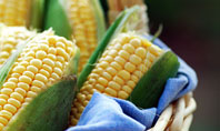 Corn Presentation Template