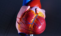 Heart Model Presentation Template