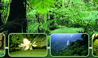 Tropical Forest Presentation Template