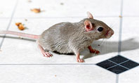 Mouse Presentation Template