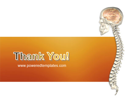 structure and function of spinal cord ppt
