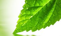 Green Leaf Falling Presentation Template