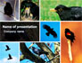 Blackbird Free slide 1