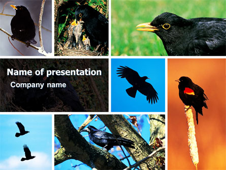 Blackbird Free Presentation Template, Master Slide