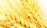Wheat Harvest Presentation Template