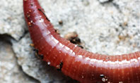 Earthworm Presentation Template