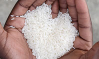 Rice Heart In Palms Presentation Template