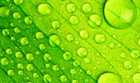 Green leaflet In Drops Of Dew Presentation Template