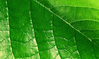 Shiny Green Leaf Presentation Template