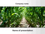 Corn Field slide 1